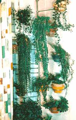 Комнатные растения в интерьере жилища и их декоративное оформление.